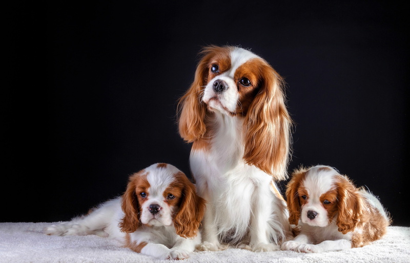 Dog, Animal, 4K, Cute, Cavalier King Charles Spaniel, Baby Animal, Dogs, King Charles Spaniel, Puppy
