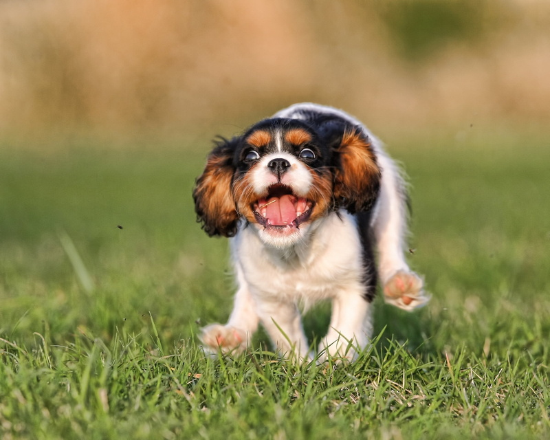 cavalier King Charles Spaniel, mammal, obedience, nature, panting, lap Dog, hound, canine, tan, pets, puppy, domestic Animals, meadow, young Animal, summer