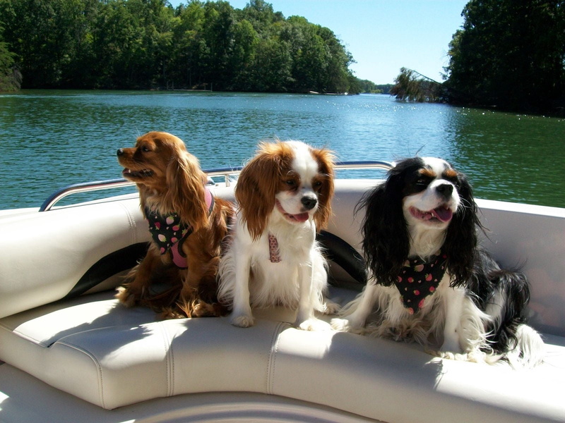 charles, 720P, swim, transportation, outdoors, dog, vertebrate, animal themes, sitting, water, dogs, domestic Animals, pets, nature, spaniels, summer