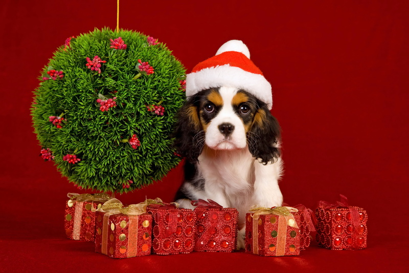 puppy, canine, young Animal, sitting, christmas Decoration, christmas Tree, holiday, fur, santa Claus, 4K, domestic Animals, christmas, hat, brown, santa Hat