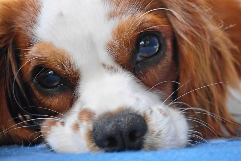 portrait, spaniel, close-up, textile, eye, mammal, view, photo, depression - sadness, no people, eyes, snout, animal body part, domestic, face, dog, looking at camera