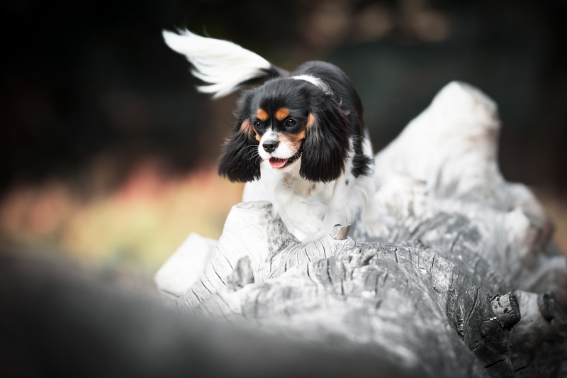 cavalier-king-Charles-Spaniel, puppy, log, pose, 5K, nature, dog, snag