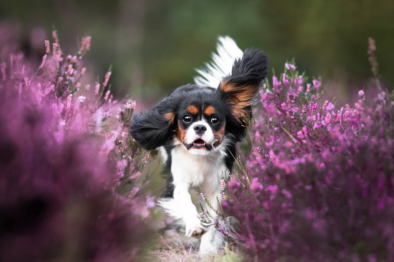 running, cavalier-king-Charles-Spaniel, 2K, dog, puppy, flowers