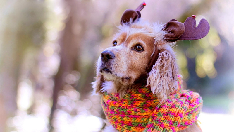 nose, humor, dog breed, cute, fun, pets, clothing, hair, purebred dog, spaniel, young animal, puppy, lap dog, small, christmas horns, chihuahua - dog, no people