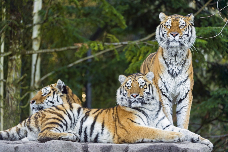 trinity, amur, tiger, Cat, predator, Amur tiger, 1080P