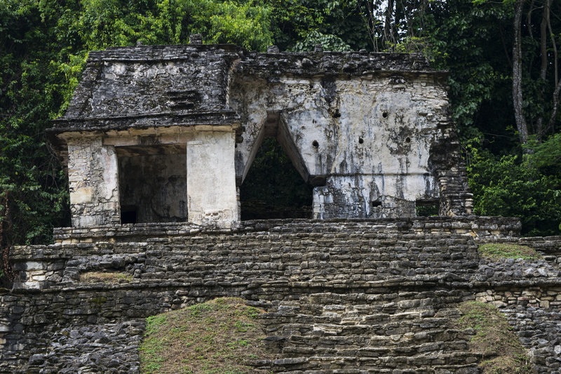 building exterior, tree, Ruins, Maya, Mexico, archaeological zone, damaged, plant, history, abandoned, the past, yaxilan, outdoors, ruined, nature, deterioration