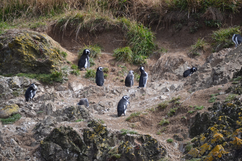 chiloé island, penguins, solid, lifestyles, 4K, hiking, chile, high angle view, activity, rock, tree, chiloe, men, outdoors, walking, patagonia, people