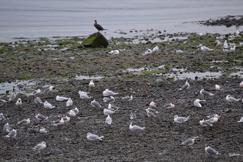 sea, birds, vertebrate, beauty in nature, field, chile, chiloé island, chiloe, seagull, nature, bird, animal wildlife, flock of birds, animal themes, large group of animals