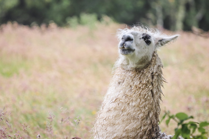 alpaca, one animal, countryside, focus on foreground, no people, chiloe, chiloé island, near, grass, llama, livestock, portrait, outdoor, wnimal, wildlife