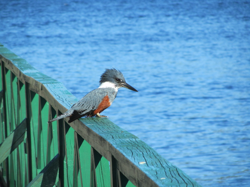 animal wildlife, animal, beauty in nature, outdoors, sea, chiloé, perching, wood - material, water, 4K, day, bird, focus on foreground, railing, lake
