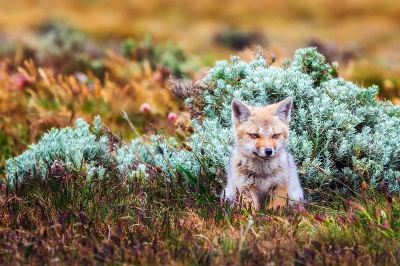 Patagonia, small South American fox, Argentine gray fox, bushes, argentine, gray Zorro, Chile, gray, South America, fox, grass, orange, 1080P
