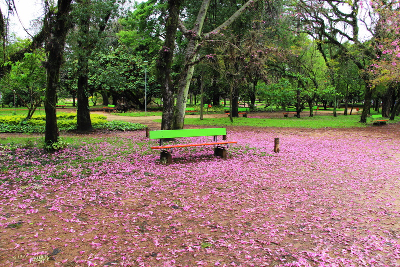 tree, 5K, park bench, outdoors, tranquility, porto alegre, real people, square, park, pink color, day, trunk, landscape, seat, green color, flowering plant