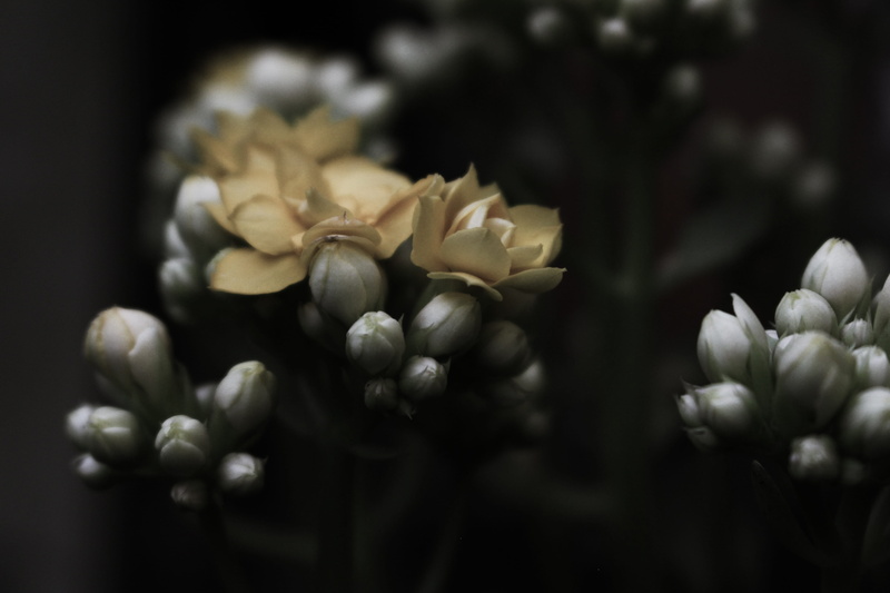 vulnerability, fragility, selective focus, flowers, 5K, black background, asthetic, growth, nature, no people, blow, studio shot, petal, inflorescence