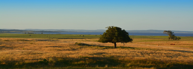 Sud  America, Negra, Uruguai, Rocha, Pampa, day, rural Scene, Tree, Árvore, landscape, sky, meadow, 5K, Bäume, del Sur, Clouds, du, green tree, América do Sul
