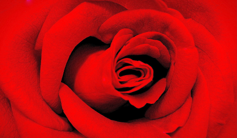 du, Campanha, close-up, backgrounds, Brazil, Flower, Pampa, Blumen, 2K, Sud  America, Costa, rose - Flower, Valentines Day, petal, Sudamérica, nature