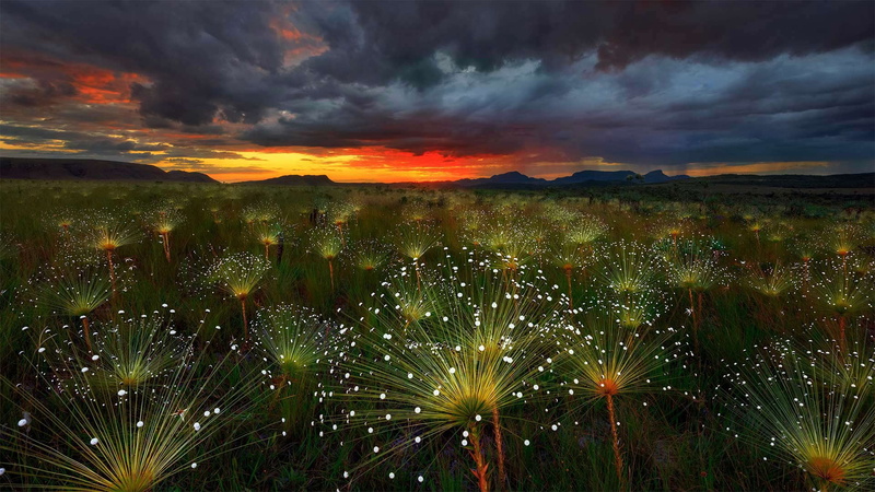 paepalanthus, 1080P, glow, clouds, Brazil, Chapada DOS Veadeiros, plant