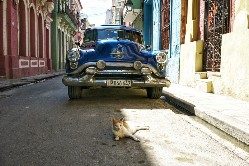 domestic cat, animal, pets, street, one animal, no people, building, mode of transportation, cars, architecture, travel, mammal, domestic animals, cats