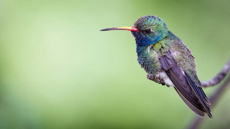 colored background, copy space, colibri, 2K, animal, close-up, green background, stem, perching, perched, bird, full length, vertebrate, plant, hummingbird