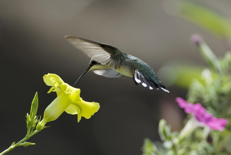 1080P, animal, jungle, colibri, bird