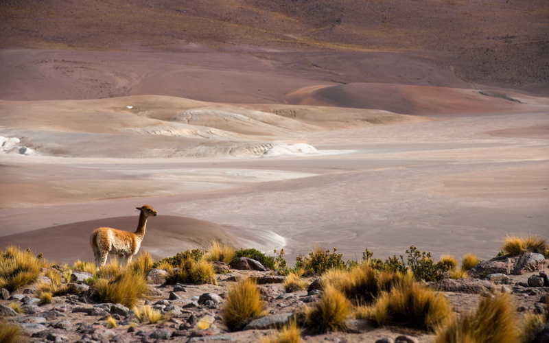 Chile, Atacama, Antofagasta, 1080P, San Pedro de Atacama, altiplano