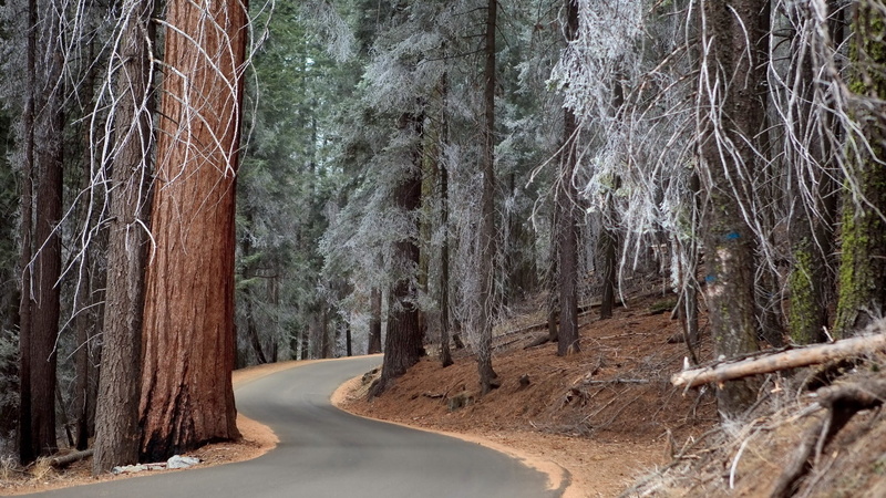 concrete, tree trunk, non-urban scene, tranquility, beauty in nature, treelined, 1080P, the way forward, road, trunk, nature, land, woodland, plant, forest