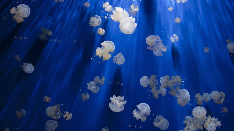 jellyfish, animal, swimming, invertebrate, tank, water, Pacific Ocean, sea life, animal themes, no people, underwater, floating on water, sea, blue, outdoors