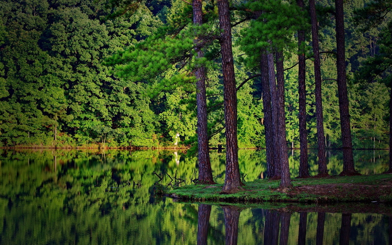 foliage, woodland, 2K, green color, land, water, spruce, summer, lush foliage, outdoors, trees, plants, plant, tranquil scene, tree, landscape, beauty in nature