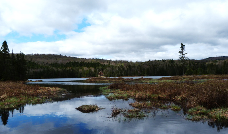 nature, wood, swamp, boreal forest, leafed, sky, green, cloud - sky, reflection, non-urban scene, beauty in nature, lake, summer, scenics - nature, near