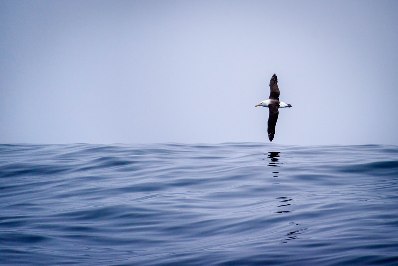 flying, water, Black-browed Albatross, Región de Valparaíso, albatross, Wildlife, animal Wing, animal, daytime, Ocean, Valparaíso  Región, white, nature