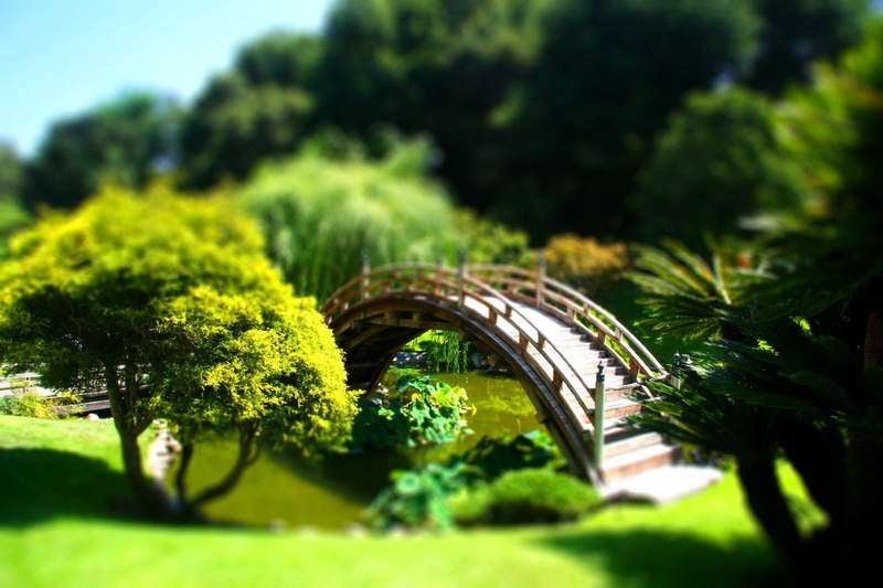 growth, day, grass, plant, nature, outdoors, selective focus, park, bridge - Man Made Structure, forest, famous Place, tree, architecture, tilt shift, scenics