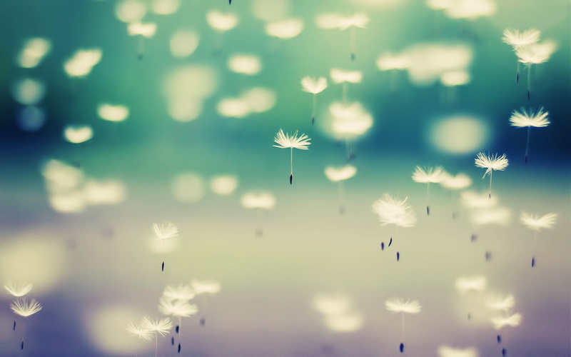 1080P, art, artistic, x, floating, nature, float, dandelions, wa, falling, flowers, hd, tagnotallowedtoosubjective