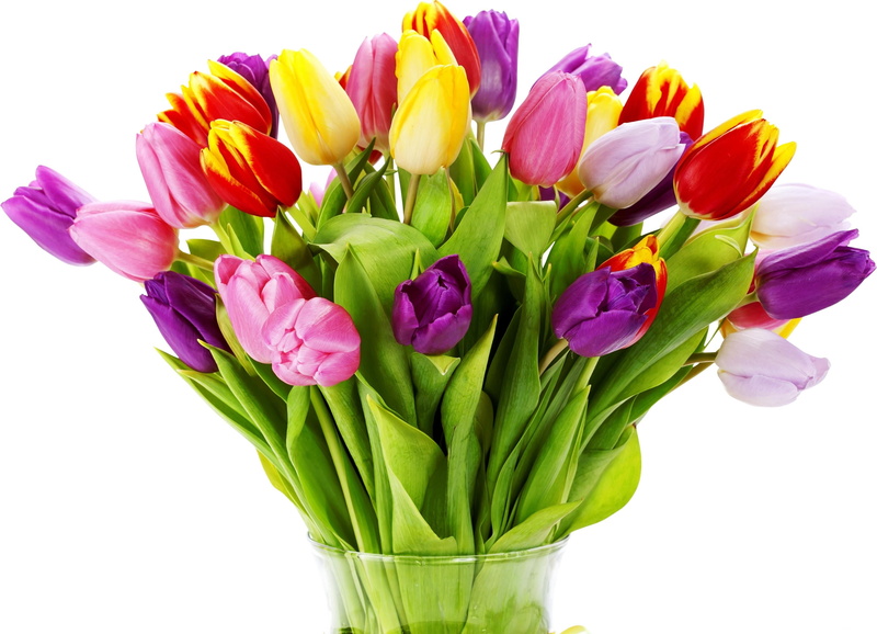 tulips, white, green Color, pink Color, indoors, flower Head, bunch of flowers, vulnerability, blossom, celebration, multi Colored, flowering plant, freshness