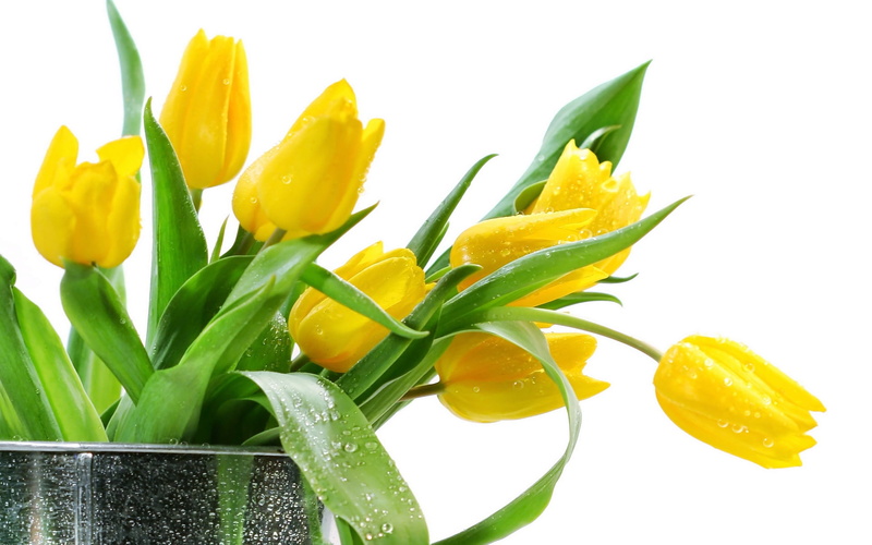 flowers, flower Head, blossom, studio shot, plant part, multi Colored, petal, easter, freshness, indoors, nature, backgrounds, summer, daffodil, no People