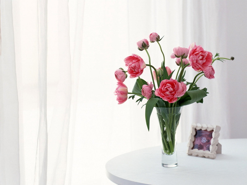 backgrounds, curtain, no People, pink, flower Head, home Interior, beauty in nature, tulips, wedding, plant, indoors, celebration, gift, window, flower