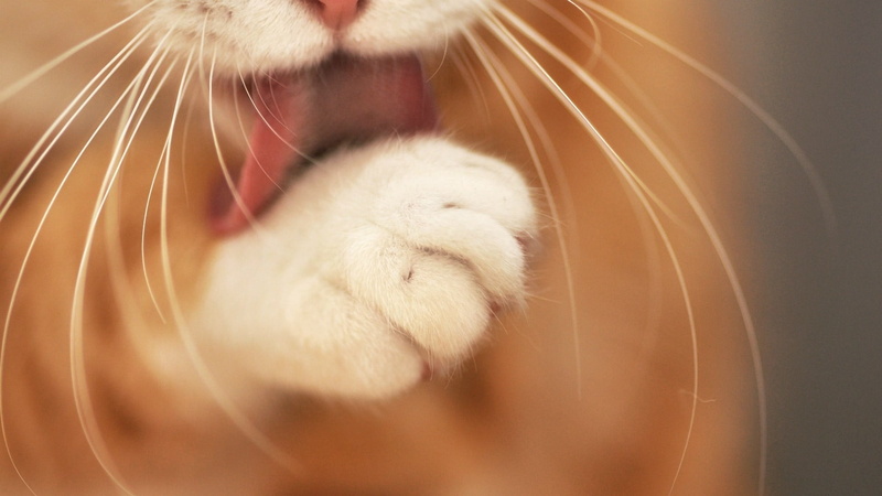 whisker, animal body part, eyes closed, no people, animal head, animals, animal themes, close-up, licking, indoors, feline, domestic, pets, domestic cat