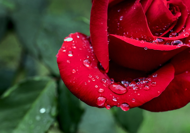 lick, 2K, photo, leafy, rose, flower, drops, red rose, taste, red