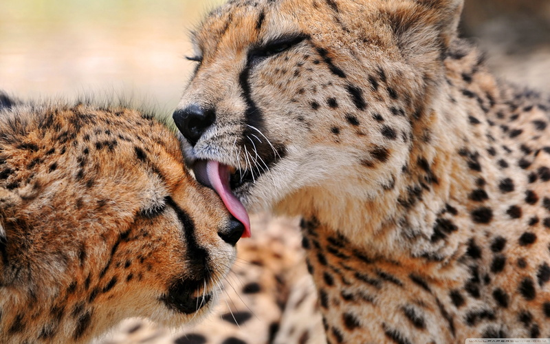 animals, 1080P, cheetah, lick, hd