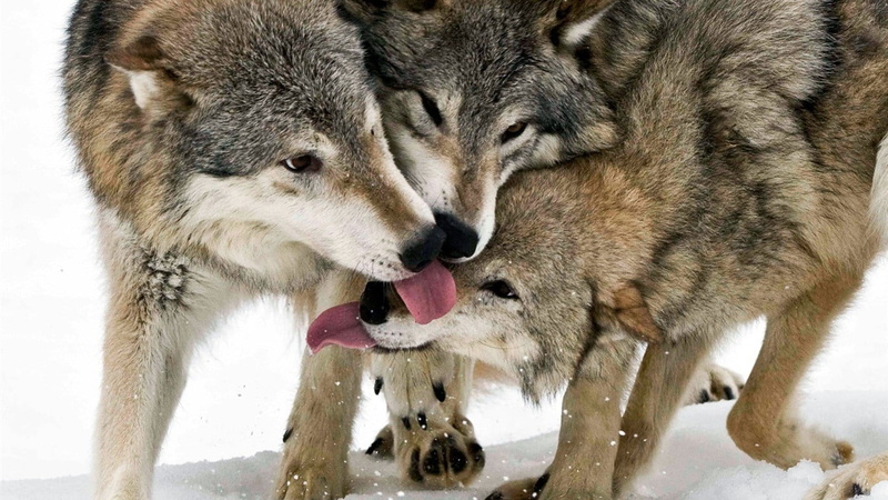 vertebrate, 720P, foxes, animal, licking, cold temperature, aggression, mammal, animals in the wild, animal wildlife, wolf, day, close-up, mouth open