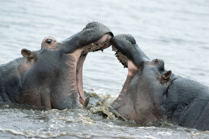 male, hierarchy, large, animal wildlife, mouth, mammal, safari, river, wildlife, animal teeth, no People, anger, two animals, mouth open, struggle, 4K