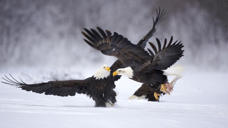 battle, greed, power, 1080P, struggle, big, animals
