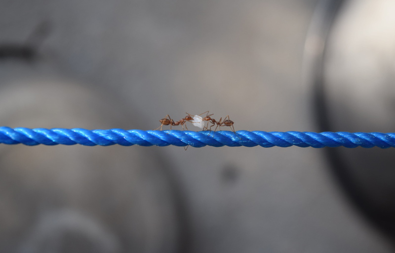 macro, nature, protection, insect, blue, invertebrate, silver, close-up, rope, connection, struggle, metal, no people, communication, wire, strength, focus on foreground