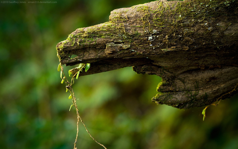 leaf, plant part, textured, no people, roots, beauty in nature, bark, trunk, tranquility, struggling, 2K, focus on foreground, nature, day, tree, growth