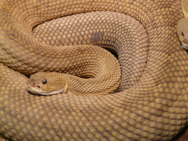basilisk rattlesnake, creepy, curled up, creature, rattlesnake, 2K, toxic, scales, vertebrate, pattern, close-up, venomous, venom, animal wildlife, animal head