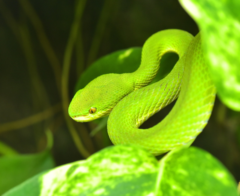 animal scale, venomous snake, snake, nature, dangerous, animal body part, no people, reptile, atheris squamigera, terrarium, animals in the wild, animal wildlife