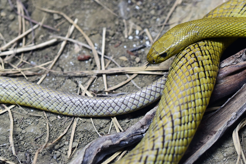 inland taipan, david clode, animal themes, communication, deadly, curled up, rainforest, 4K, taipan, warning sign, animal head, one animal, sign, reptile