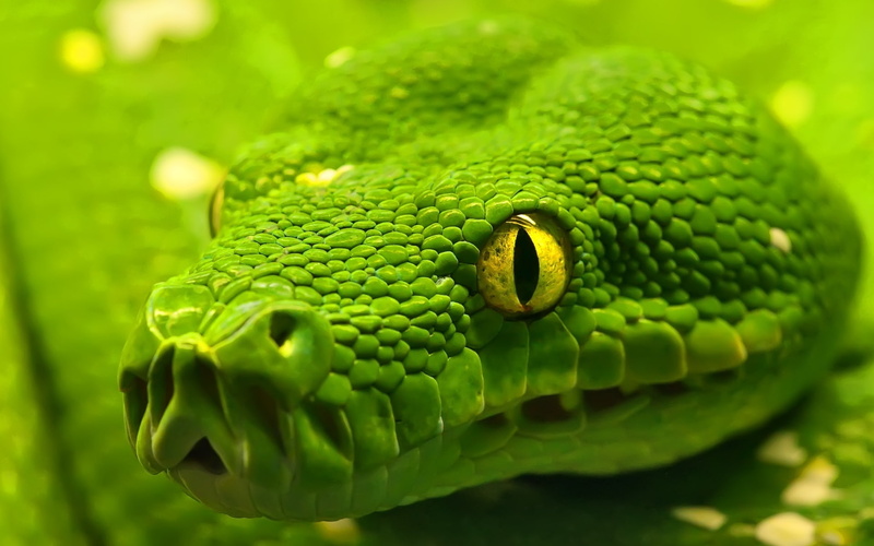 1080P, anaconda, venomous, snake, green