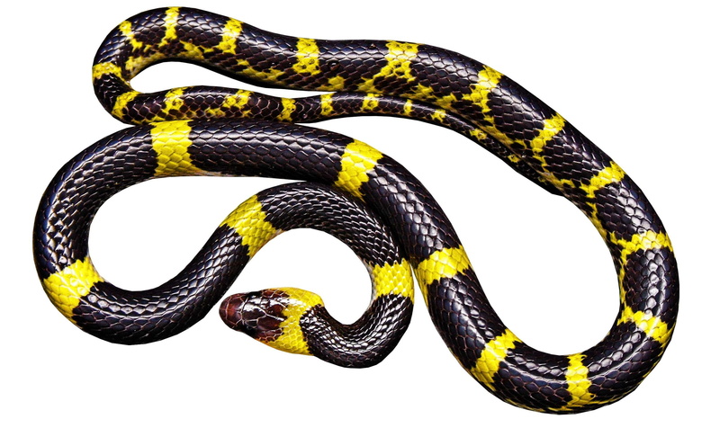 background, warning sign, jungle, rare, tropical, animal, communication, pattern, banded krait, one animal, close-up, 2K, vertebrate, sign, white background
