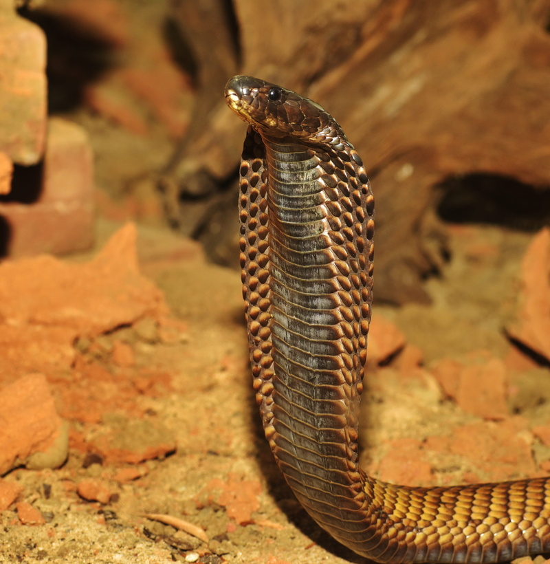 threat, toxic, sign, venomous snake, rock, focus on foreground, animal, india, warning sign, gift, snake, animal scale, animal wildlife, dangerous, vertebrate