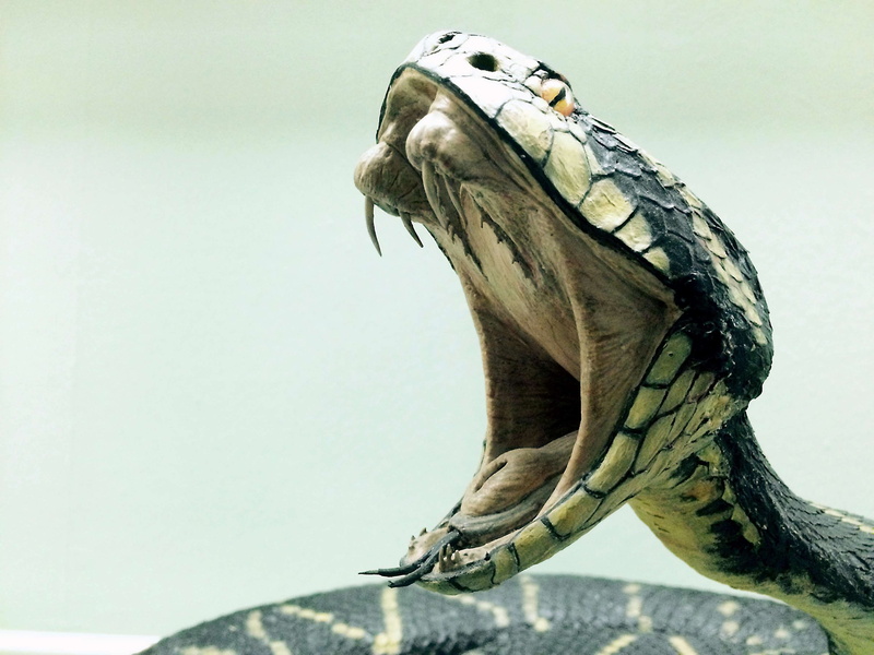 stuffed, animals in the wild, day, venomous snake, perching, focus on foreground, snake, sky, one animal, cobra, animal, bird of prey, tree, low angle view