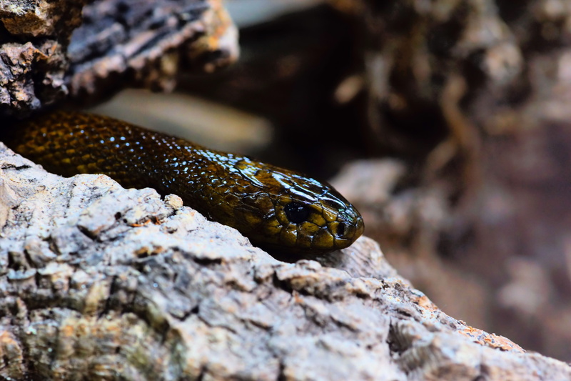 nerve poison, focus, nature, sea, fatal, queensland, snake, day, land, selective, animals in the wild, terrarium, water, no people, 5K, reptile, animal world